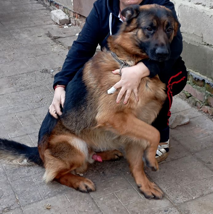 Стандарт и длинники щенки.