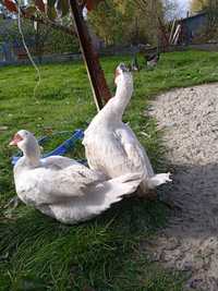 Інкубаційне яйце мускусної качки білого кольору. Ваговики.