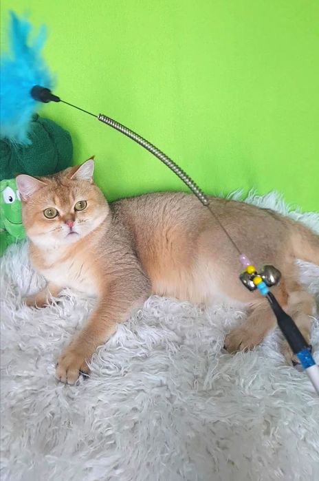 ОЧАРОВАШКА золотая шиншилла котик, 1 год, няшечка