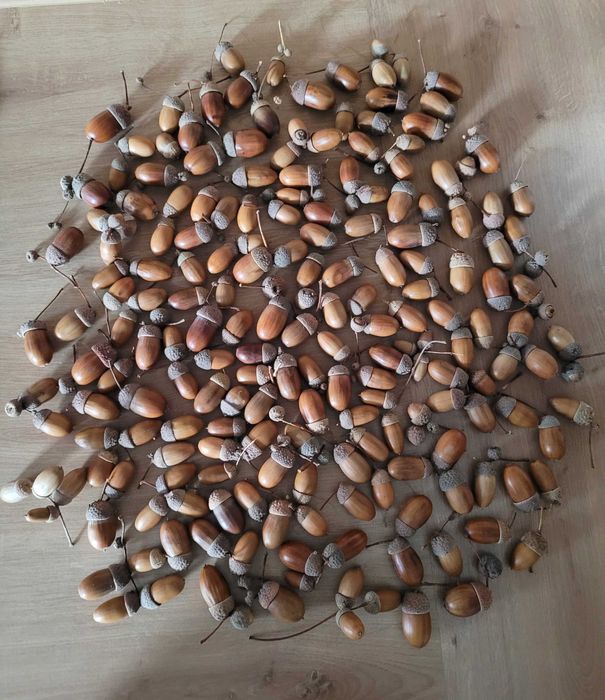 zestaw artykułów plastycznych - biała szyszka, żołędzie naturalne