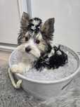 Yorkshire terrier Biewer Tricolor-Benek gotowy na zmianę domku