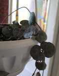 Церапегия вуда (Ceropegia woodii)