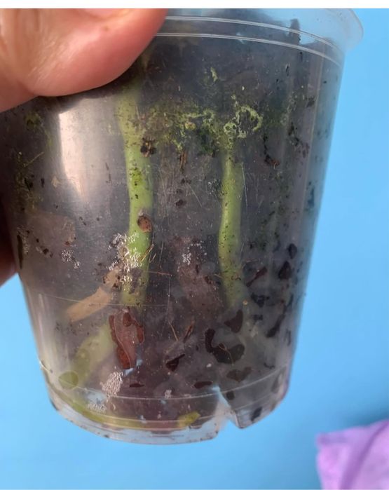 Орхидея отцветашка