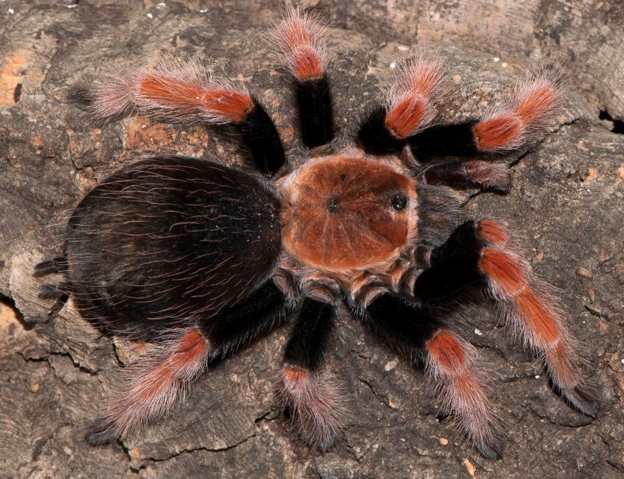 Brachypelma boehmei тарантул самка паука птицееда новичкм