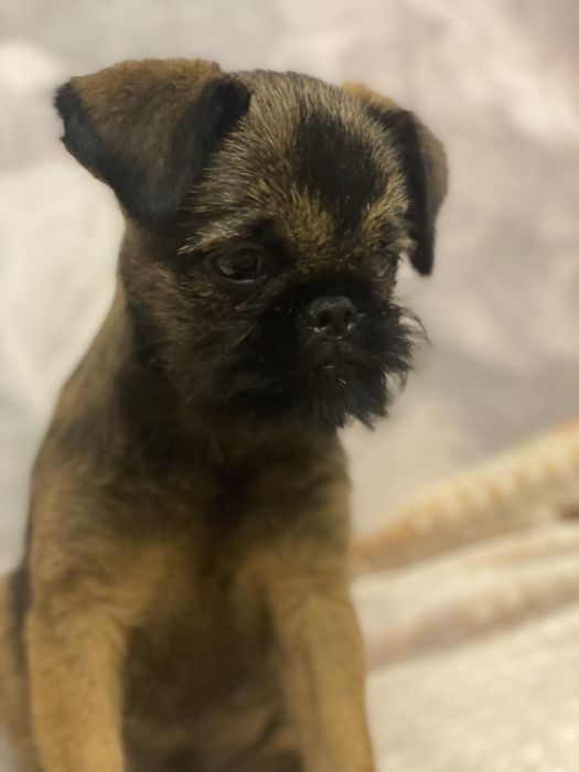 Брюсельський грифон хлопчик