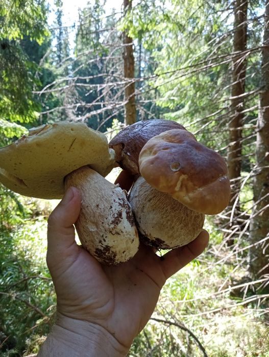 Походи в гори по ягоди-гриби з Івано-Франківська