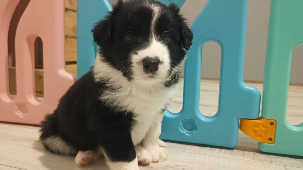 Border collie  FCI chłopiec czarno biały FCI zkwp