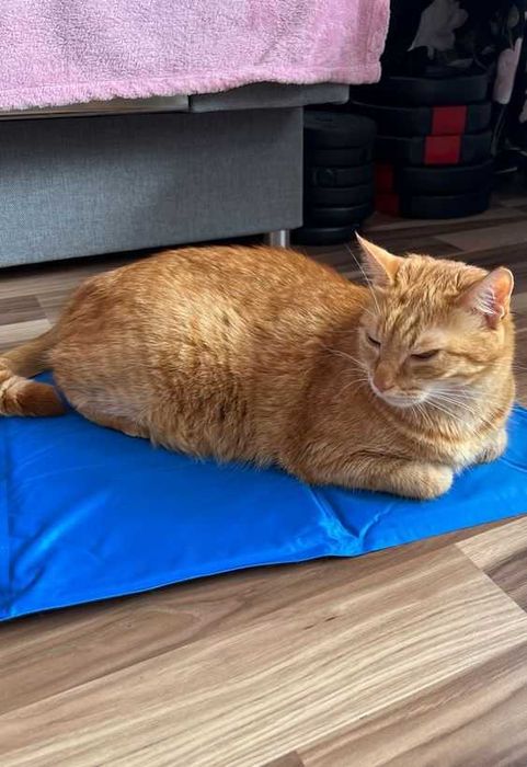 Mata Chłodząca dla Zwierząt Psów Kotów Wodoodporna Żelowa Legowisko