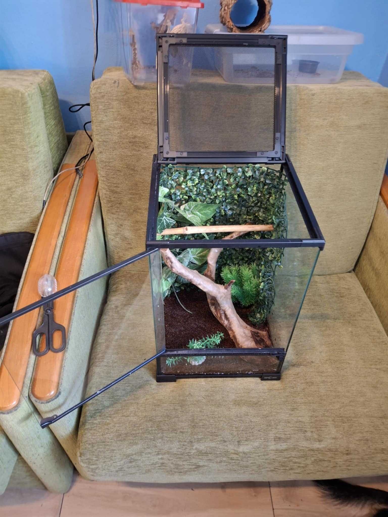 Gekony orzęsione+terrarium z wyposażeniem