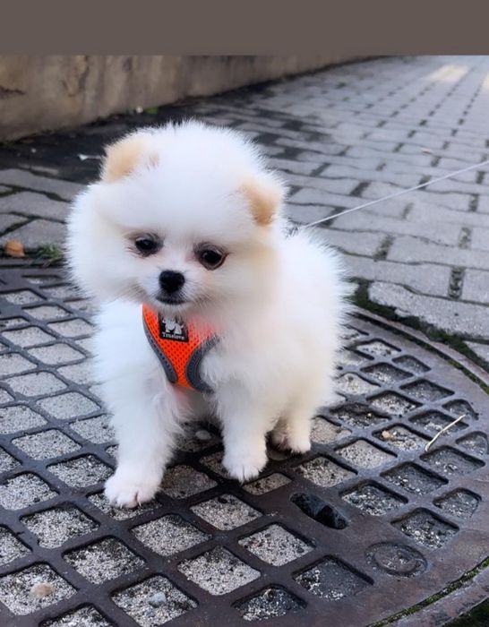 Szpic miniaturowy pomeranian chlopak