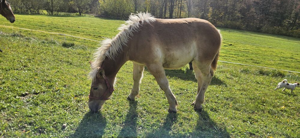 Ogierek Zimnokrwisty