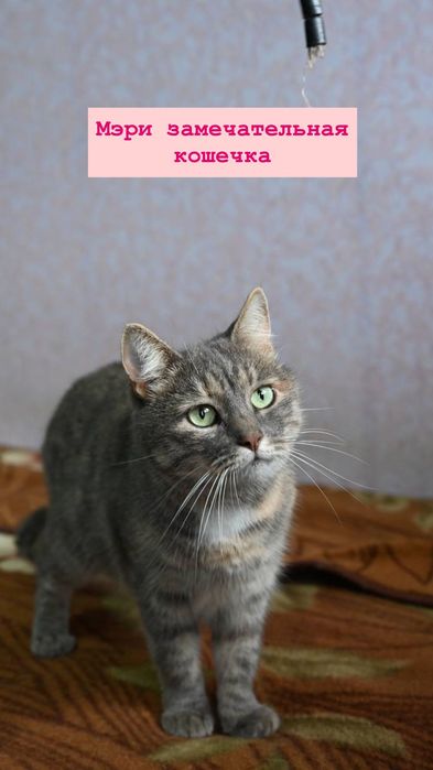 Грустная Мэри из приюта