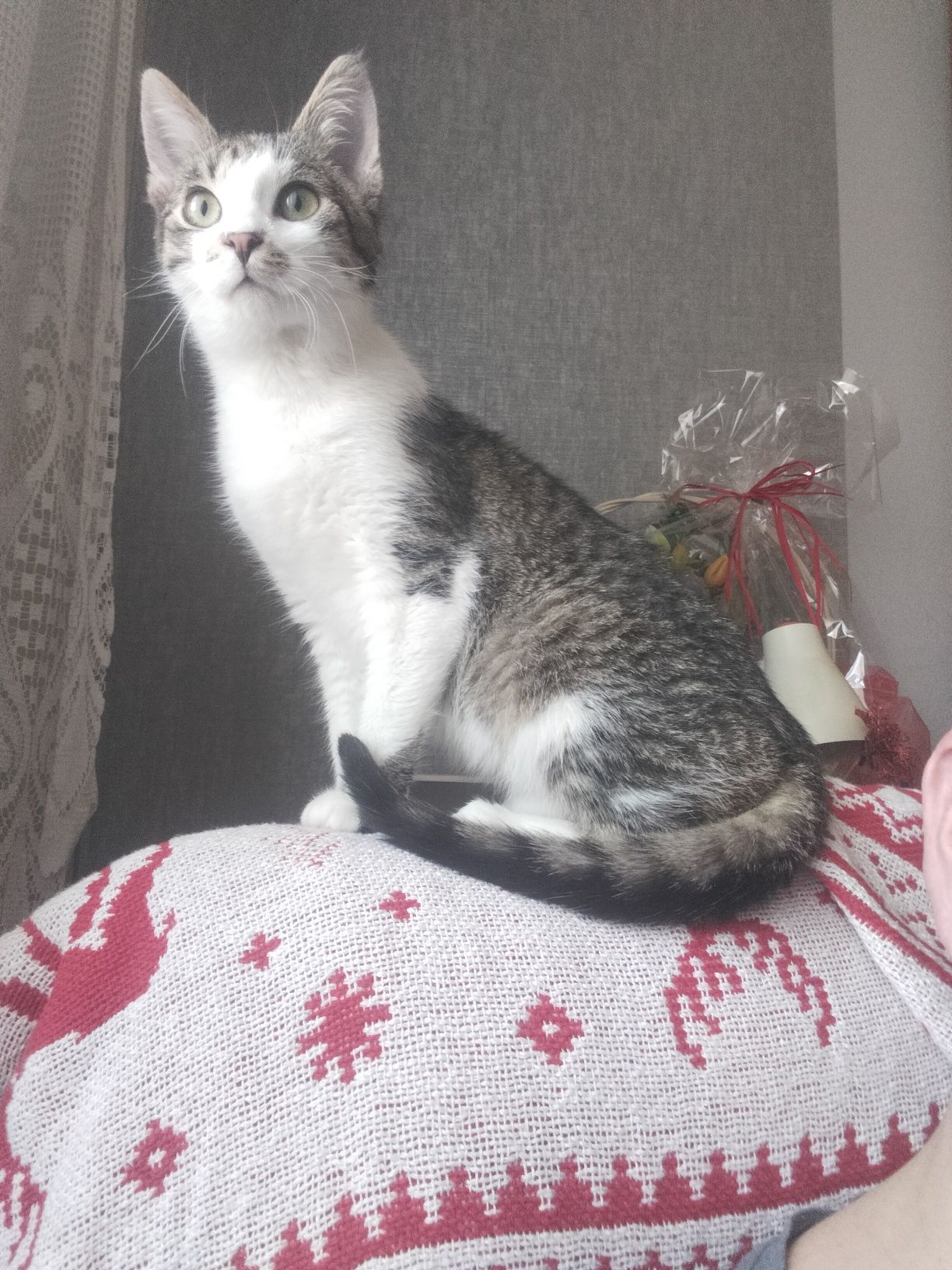 Fifik , młodziutki kocurek