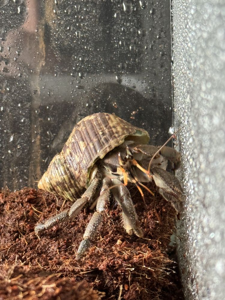 Krab  pustelnik