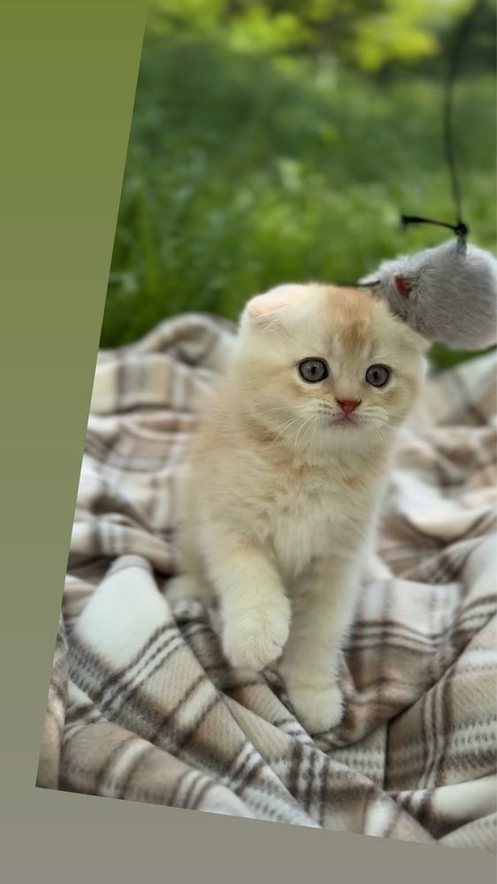 Фолд шотландські кошенята шиншила фолди золота