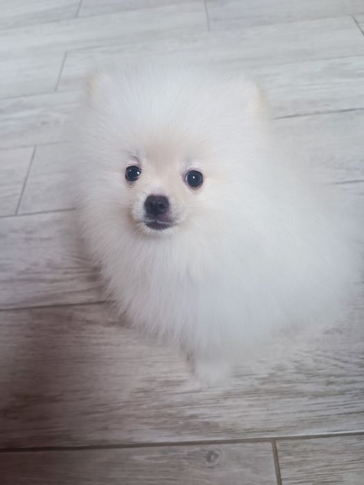 Pomeranian piesek