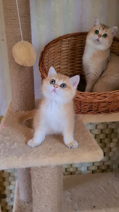 Класнючая Девочка золотая шиншилла