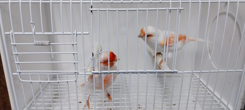 Canários Mosaicos vermelhos