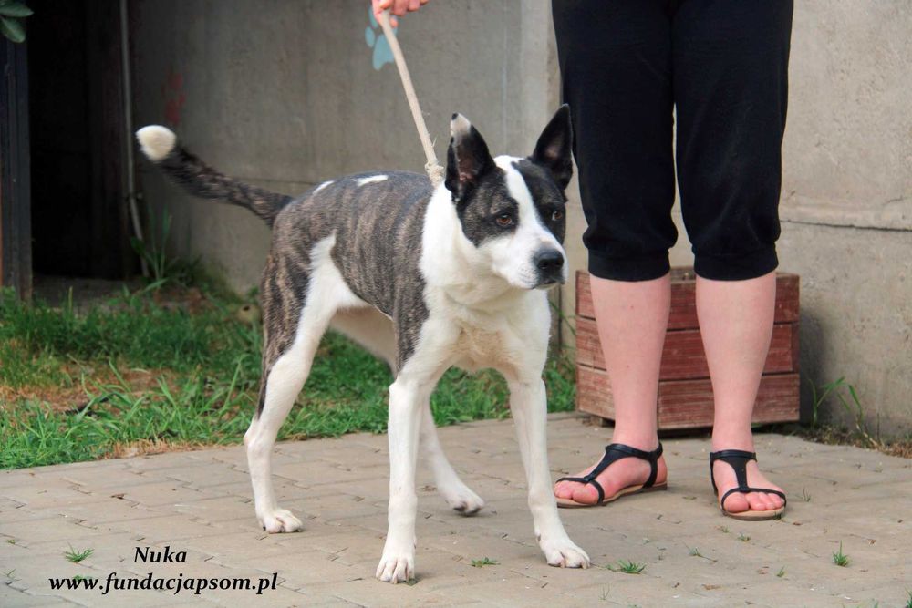 Nuka - suczka w typie amstaffa
