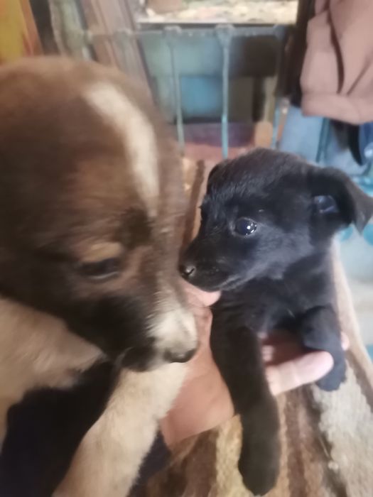 Щенки 2,5 місяця хлопчік та дівчинка.