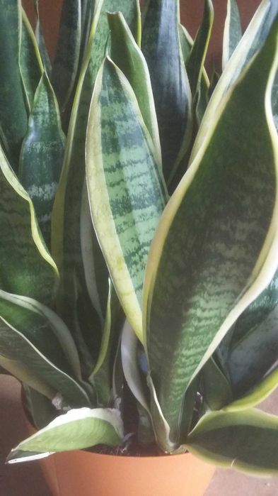 Duza  sansevieria