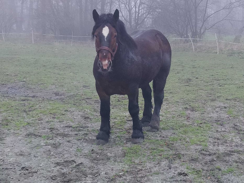 Źrebak zimnokrwisty