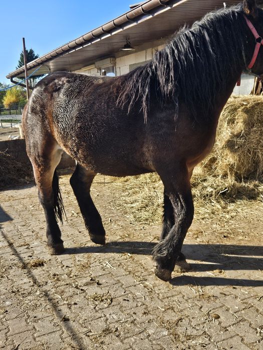 Sprzedam lub zamienię klacz