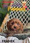 Cavapoo śliczny chłopiec Franek-Rezerwacja