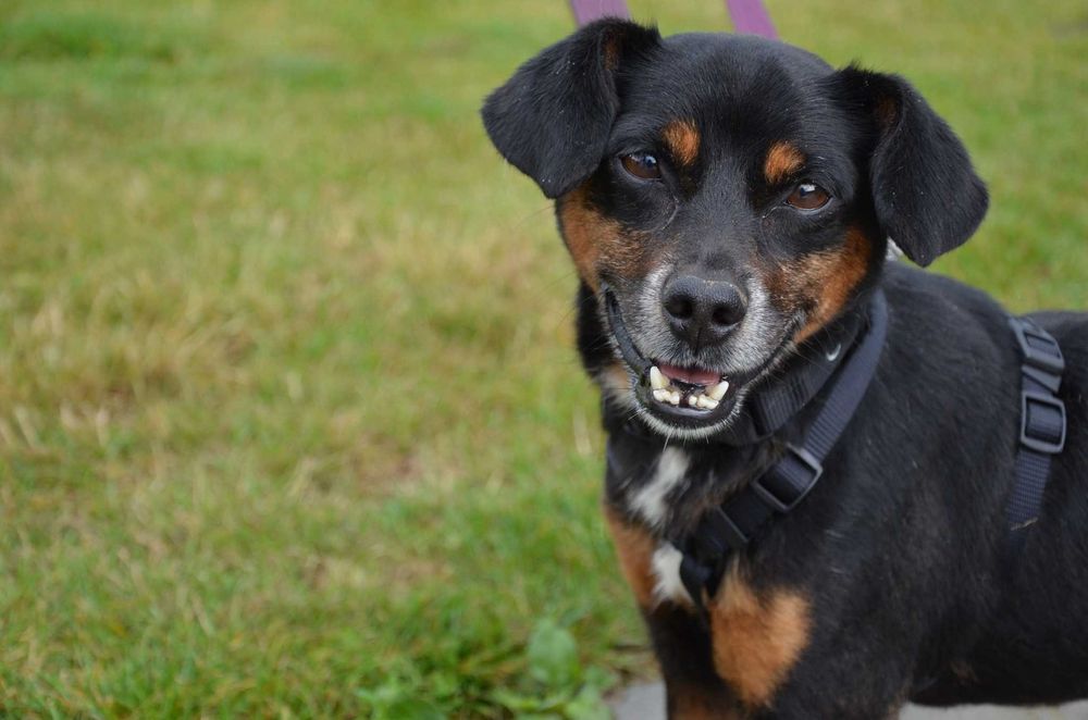 Uśmiechnięty Odi szuka domu ADOPCJA