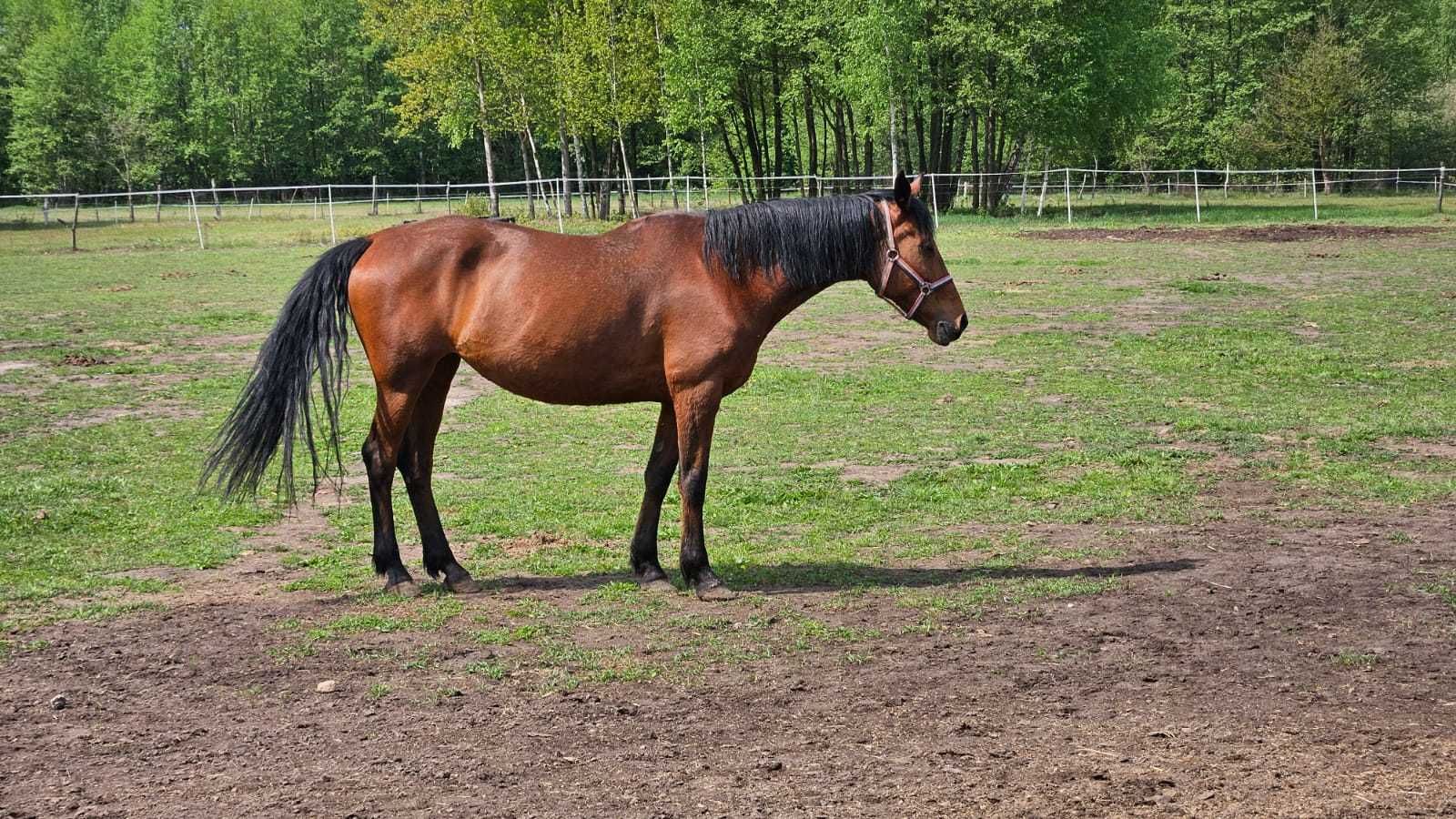 Malinka - 15 letnia klacz chodząca pod siodłem - do adopcji za darmo