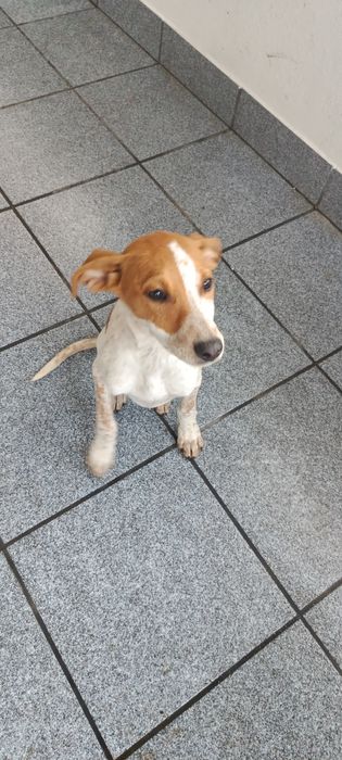 Cadelinha de 4 meses