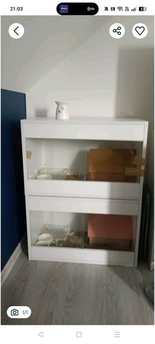 Terrarium terraria jeż pigmejski gekon