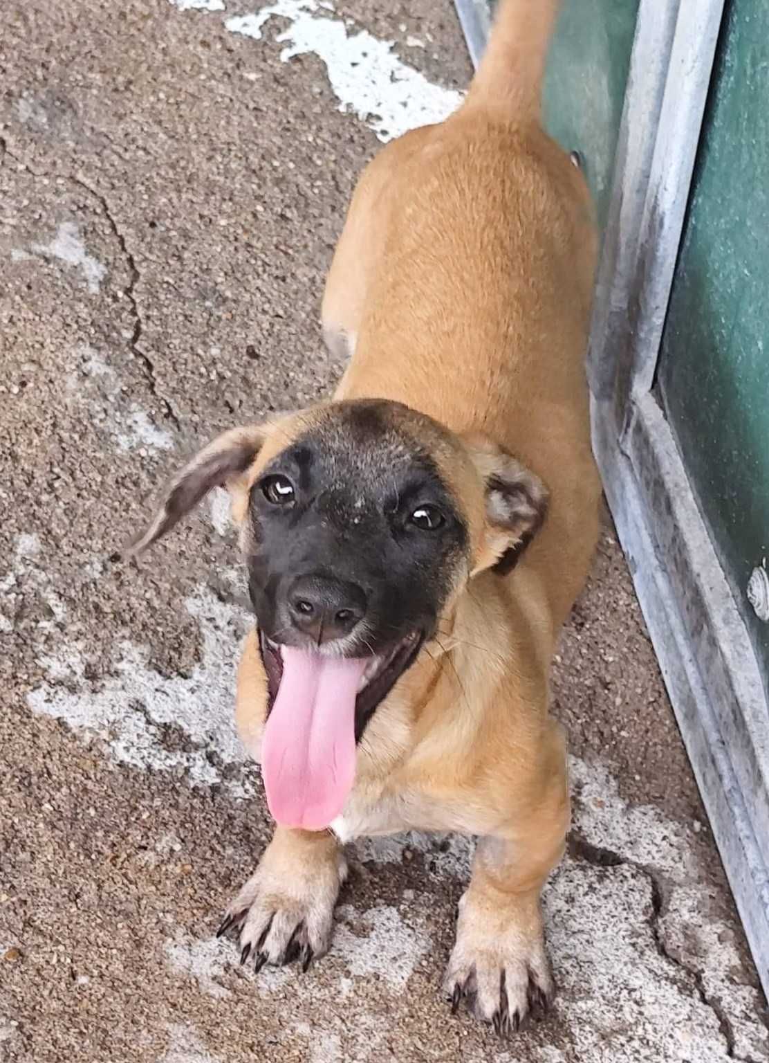 CALI (Fêmea, 4 Meses) Para Adoção