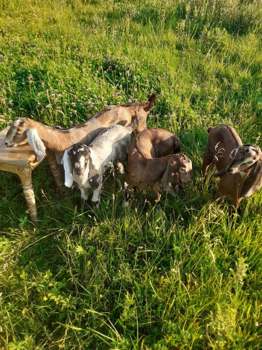 Продаються англо-нубійські кози.