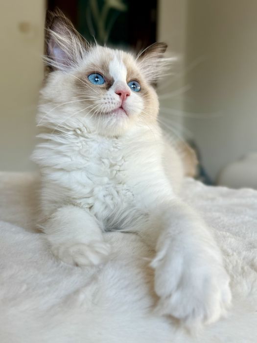 RAGDOLL kocurek seal bicolour FPL/Fife
