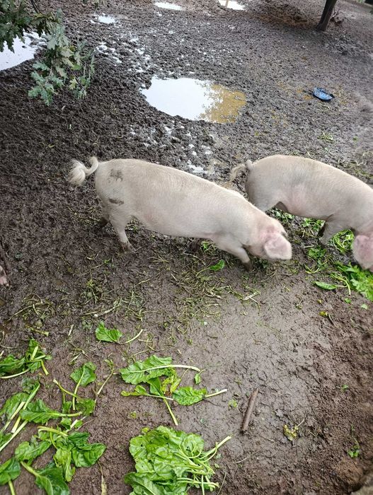 Porca com um ano para venda