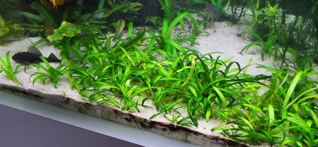 Saggitaria subulata - hodowla wodna, rośliny akwariowe z przycinki