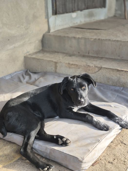 Метиси курцхаара