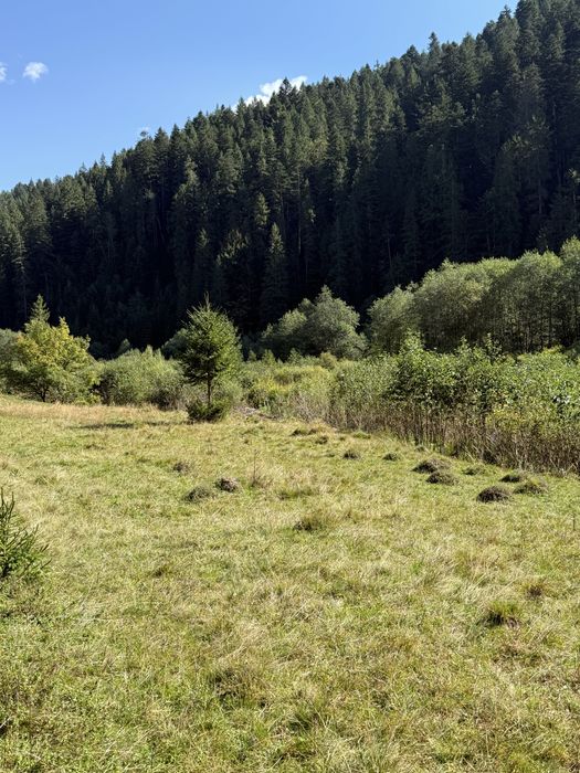 Продається 1 гектар + 1 гектар Синевирський парк