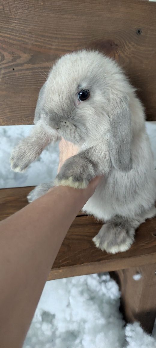 Mini Lop królik gotowe do odbioru