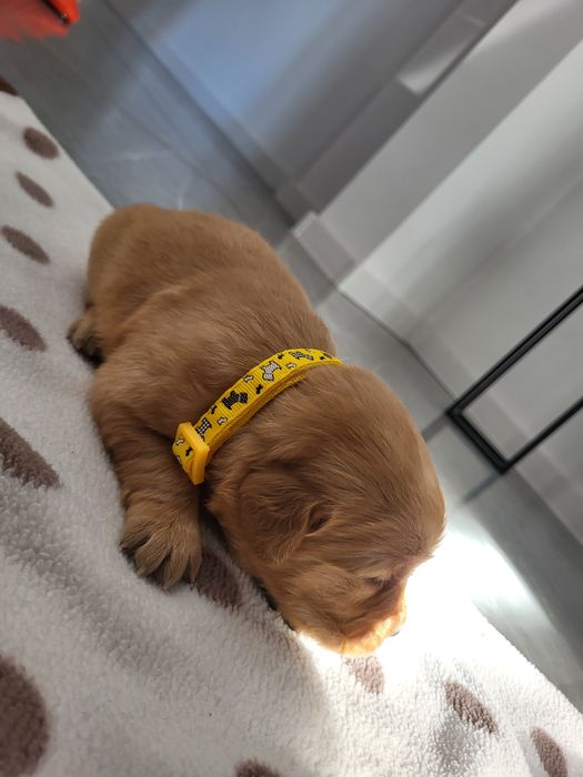 Piesek golden retriver w typie amerykańskim