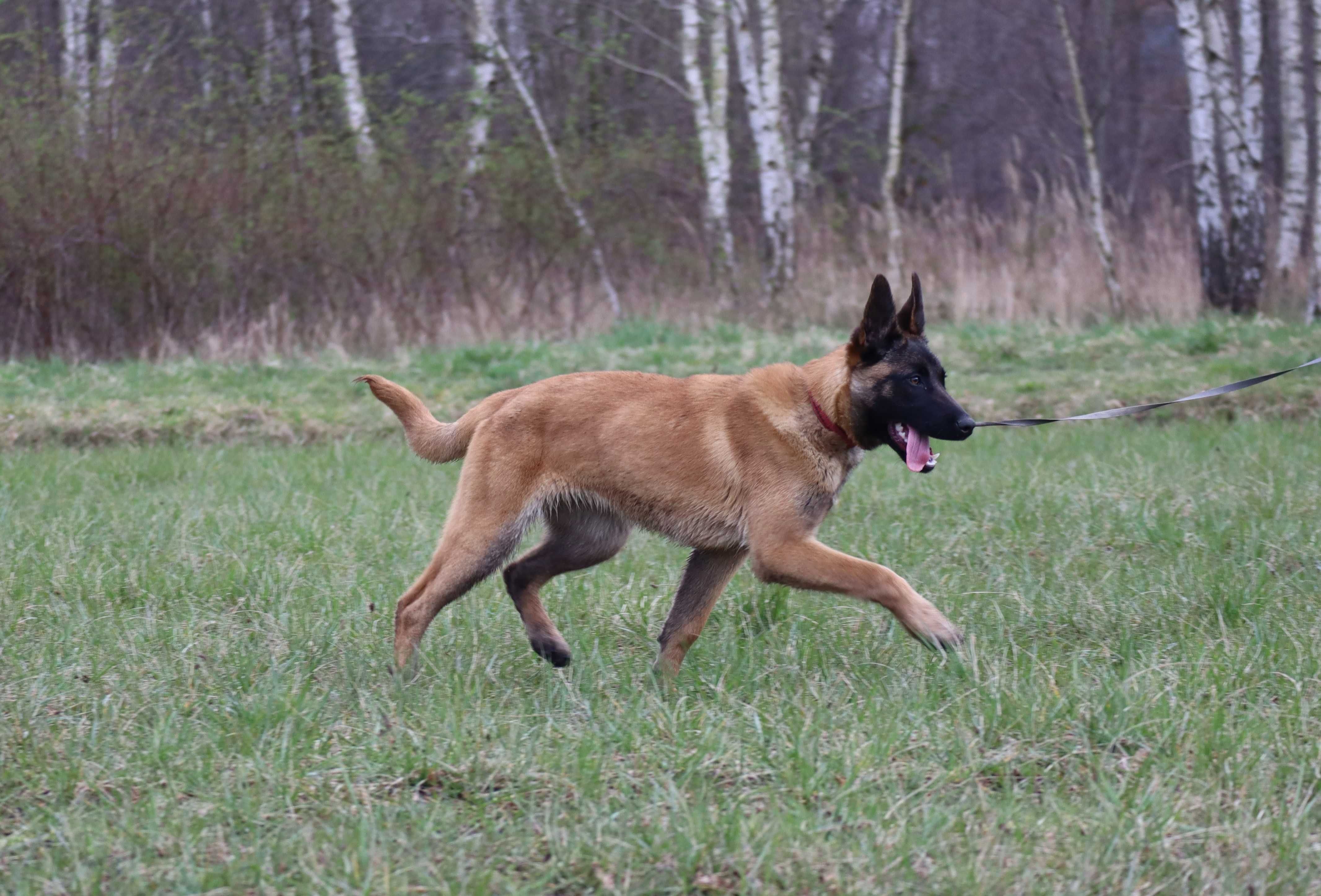 Owczarek belgijski malinois - suczka