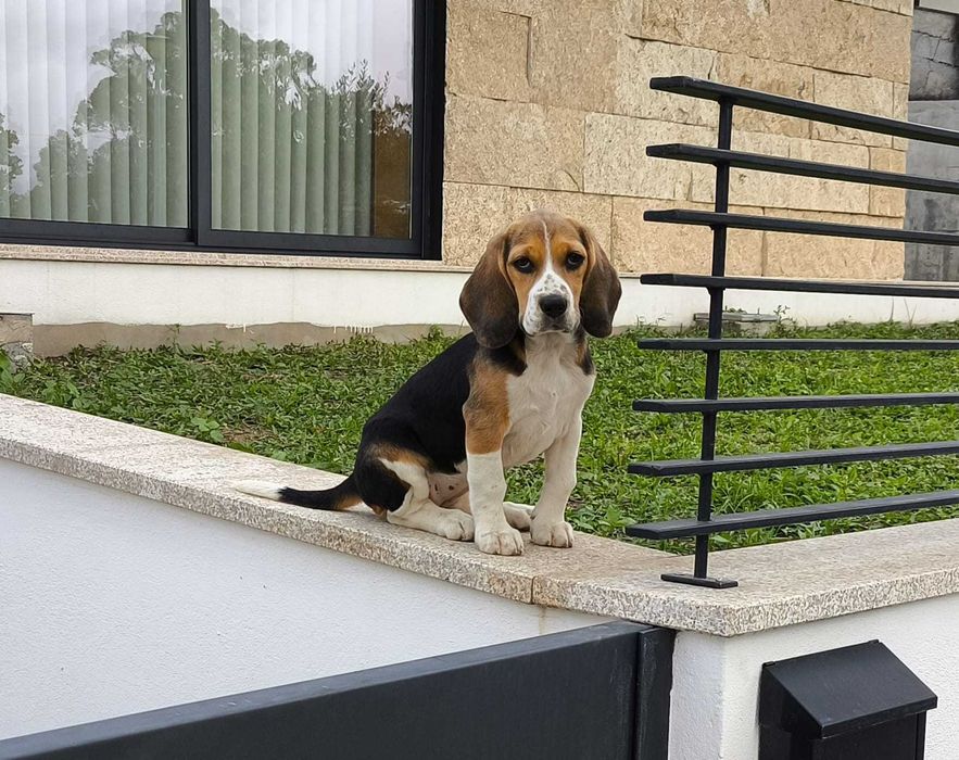 Beagle 5 meses fêmea