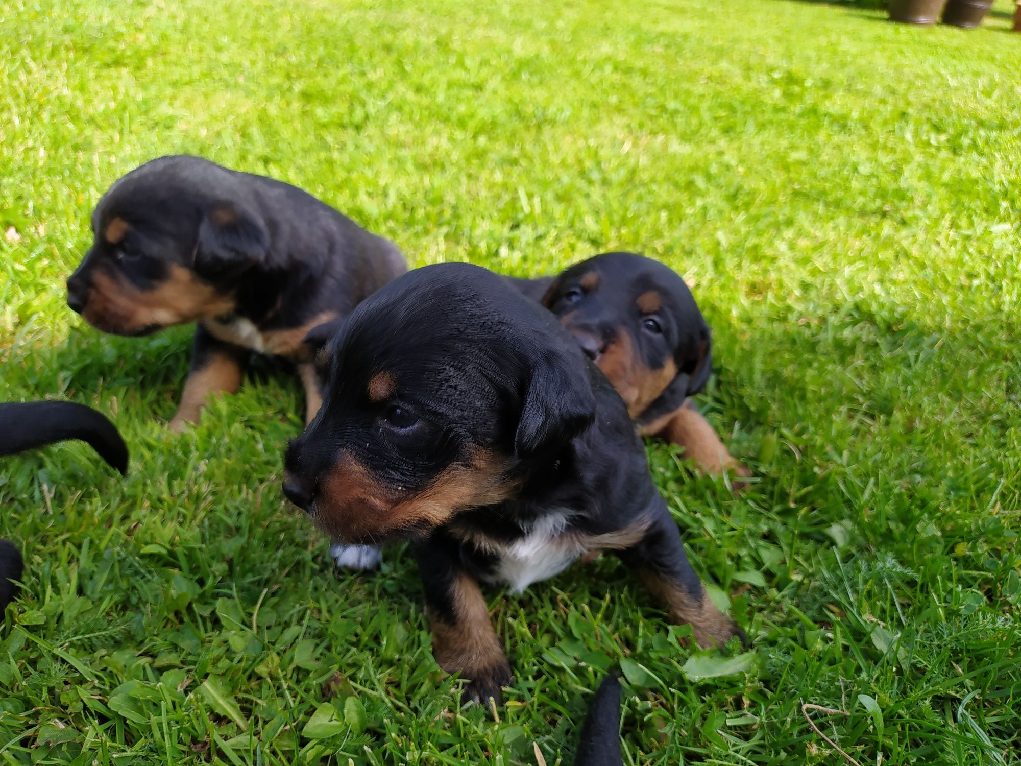 Terrier Niemiecki oddam w dobre ręce