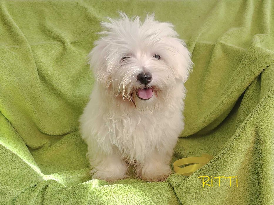 SAMIEC RITTI biały malutki Coton De Tulear szczenię ZHPR UCI Kraków