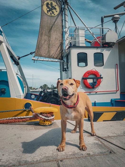 Teodor- łagodny domowy pies szuka rodziny do pokochania
