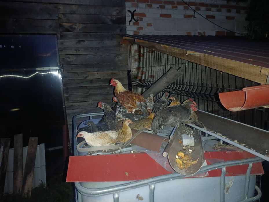 Witam posiadam na sprzedaż liliputy same koguty