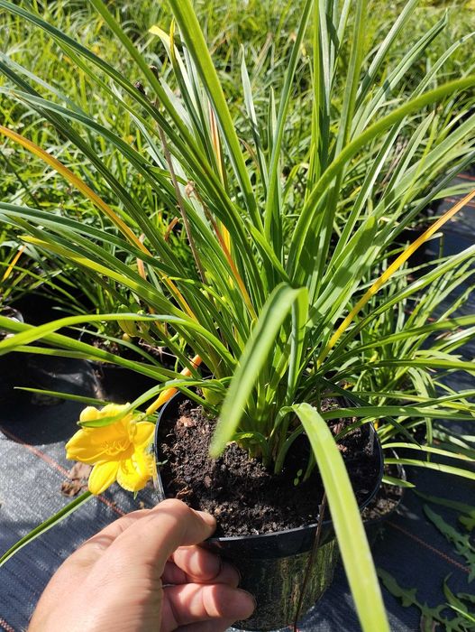 Liliowiec Stella de Oro duże sadzonki w doniczkach 1.5l