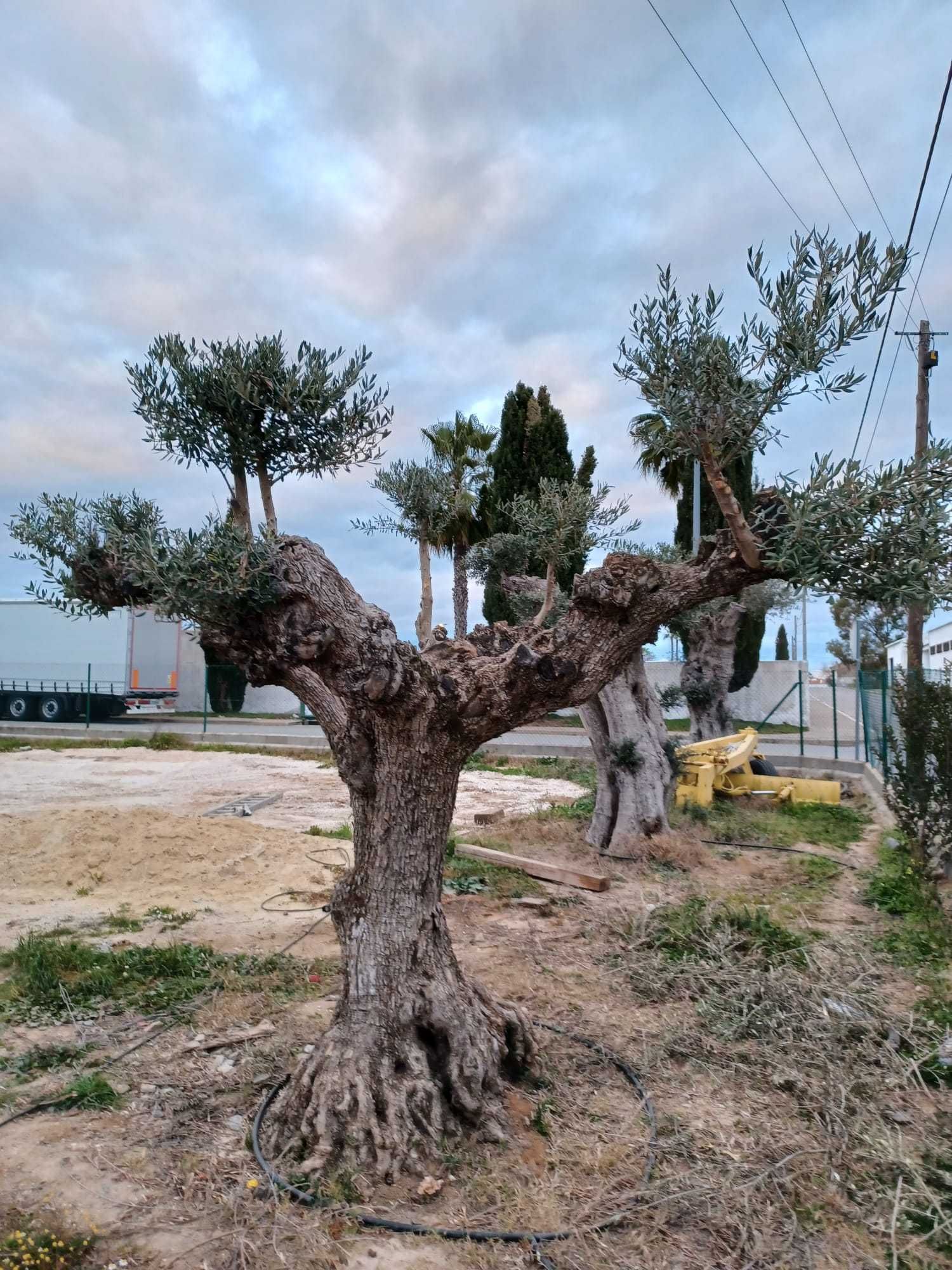 Oliveira Centenária Bonsai »»» must-have for landscape architecture!