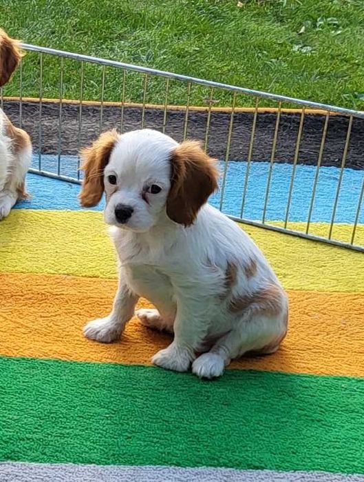 Cavalier King Charles Spaniel